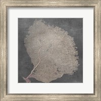 Framed 'Natural Sea Fan IX' border=