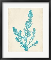 Aquamarine Seaweed VI Framed Print