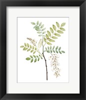 Framed 'Soft Green Botanical I' border=