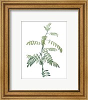 Framed 'Soft Green Botanical III' border=