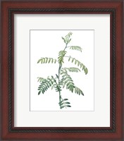 Framed 'Soft Green Botanical III' border=