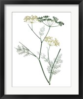 Framed 'Soft Green Botanical IV' border=