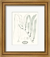 Framed 'Sage Green Seaweed III' border=