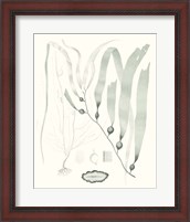 Framed 'Sage Green Seaweed III' border=