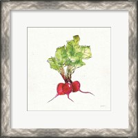 Framed 'Veggie Market II Radish' border=