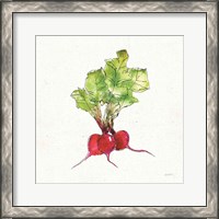 Framed 'Veggie Market II Radish' border=