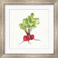 Framed 'Veggie Market II Radish' border=