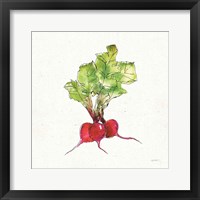 Veggie Market II Radish Framed Print