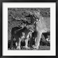 Framed Lioness and Cubs