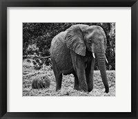 Framed Mama and Baby Elephant I