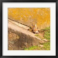 Framed Fox Cubs II