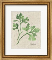 Framed 'Italian Parsley v2 on Burlap' border=