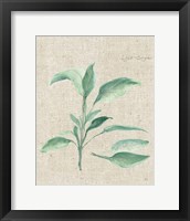 Sage II on Burlap Framed Print