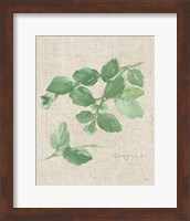 Framed 'Oregano on Burlap' border=