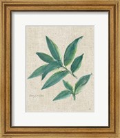 Framed 'Bay Leaf on Burlap' border=