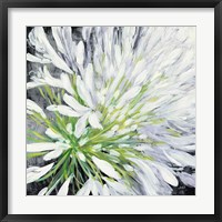 Framed Cleome Splash II Black