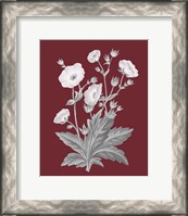 Framed 'Pomegranate Botanical VI' border=