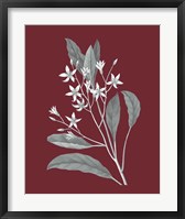 Pomegranate Botanical V Framed Print