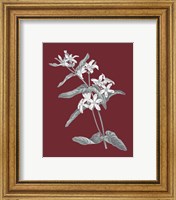 Framed 'Pomegranate Botanical IV' border=