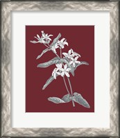 Framed 'Pomegranate Botanical IV' border=