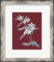 Framed 'Pomegranate Botanical IV' border=