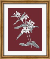 Framed 'Pomegranate Botanical IV' border=