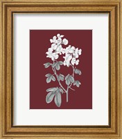 Framed 'Pomegranate Botanical III' border=