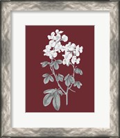 Framed 'Pomegranate Botanical III' border=