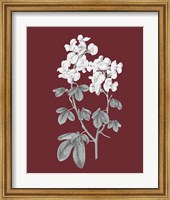 Framed 'Pomegranate Botanical III' border=