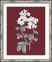 Framed 'Pomegranate Botanical III' border=