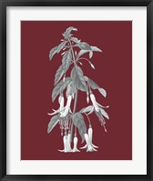 Pomegranate Botanical I Framed Print