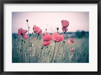 Framed Pink Tulips