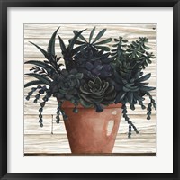 Remarkable Succulents III Framed Print