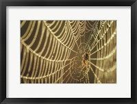 Framed Spider and Her Jewels