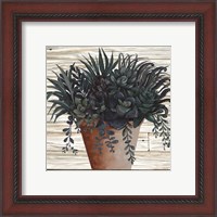 Framed 'Remarkable Succulents I' border=