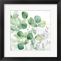 Eucalyptus Leaves II Framed Print