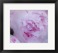 Framed Pink Flower