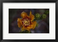 Framed Close Up of Orange Flower