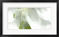 Framed White Petals