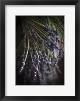 Framed Purple Buds