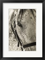 Framed White Horse