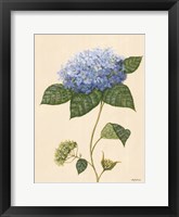 Framed Blue Hydrangea