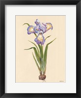 Framed Blue Iris