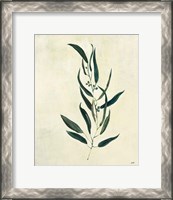 Framed 'Botanical Study VI' border=