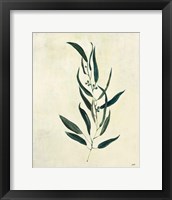 Framed 'Botanical Study VI' border=