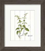 Framed 'Cottage Herbs IV' border=