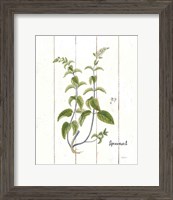 Framed 'Cottage Herbs IV' border=