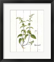 Cottage Herbs IV Framed Print