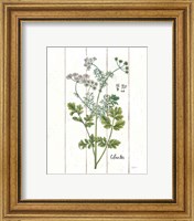 Framed 'Cottage Herbs III' border=