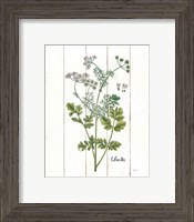 Framed 'Cottage Herbs III' border=